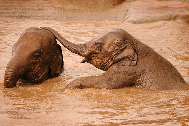 elefanten spielen - indian elephant elephant chester england zoo stock-fotos und bilder