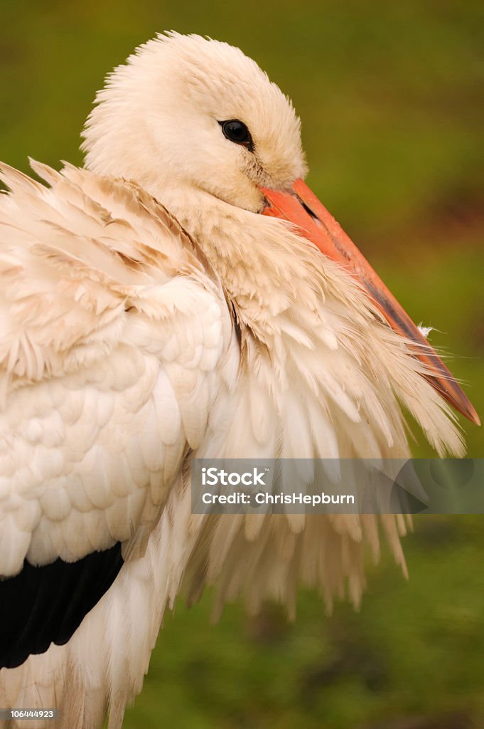 Biały Pelican - Zbiór zdjęć royalty-free (American White Pelican)