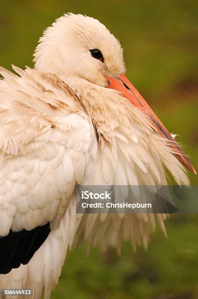 Biały Pelican - zdjęcia stockowe i więcej obrazów American White Pelican - American White Pelican, Bez ludzi, Biały