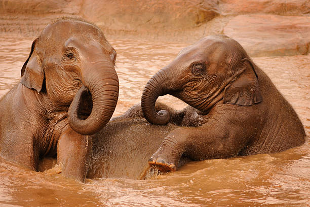 elefanten spielen - indian elephant elephant chester england zoo stock-fotos und bilder