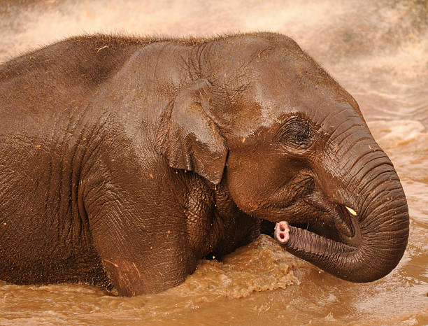 elephant spielen - indian elephant elephant chester england zoo stock-fotos und bilder