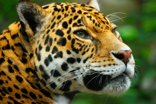 close view of a jaguar from the tabasco jungle in mexico