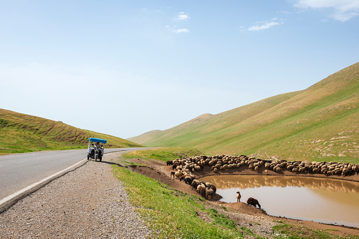 Sheep and goats surround a watering hole beside a highway in the countryside several miles southeast of Sulaymaniyah, in Iraqi Kurdistan. A man is parked in a vehicle on the side of the road. (May 2017)