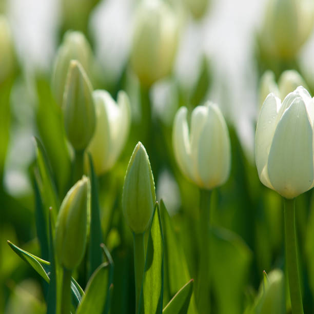 tulips - 16721 - fotografias e filmes do acervo