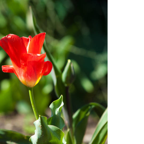 tulipany - 16723 zdjęcia i obrazy z banku zdjęć