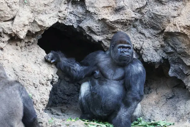 Photo of monkey in tropical park