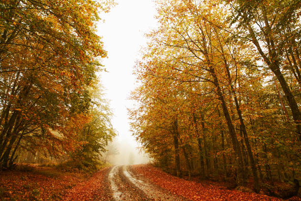 istock Autumn Leaves in the forest 1064454532