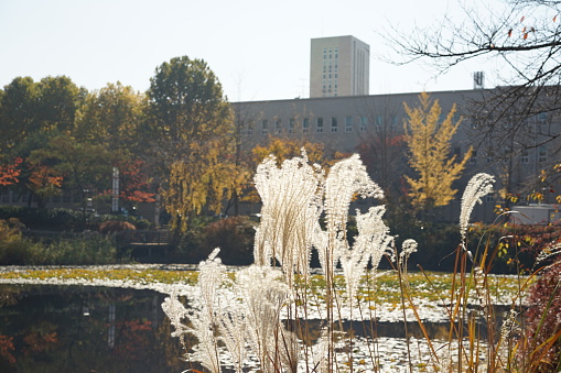 Fall View of University Campus