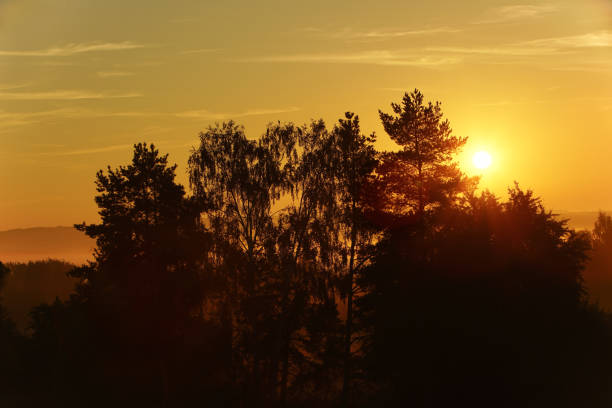 Free Stock Photo of Sun Setting Over Trees in Distance | Download Free ...