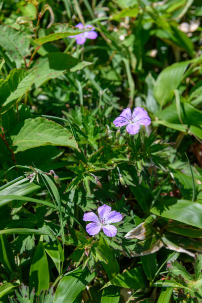 istock Geranium yesoense var.nipponicum in Mt.Makihata 1064461158