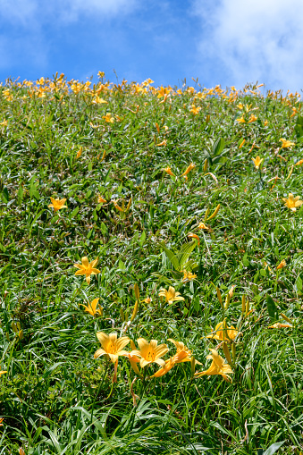 Hemerocallis dumortieri var.esculenta in Mt.Makihata