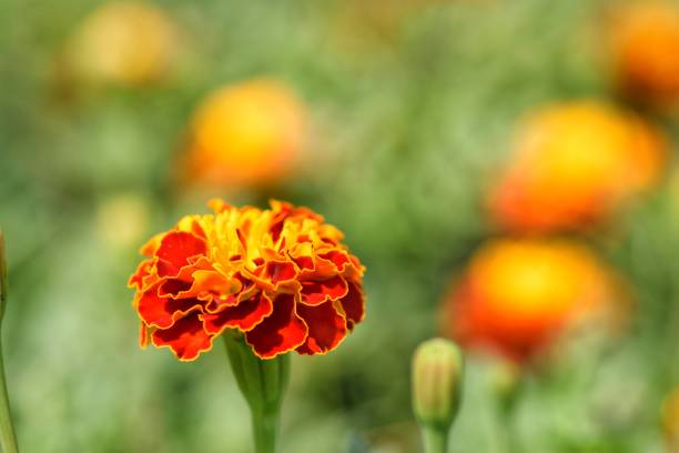 Marigold flowers Marigold flowers 7676 stock pictures, royalty-free photos & images