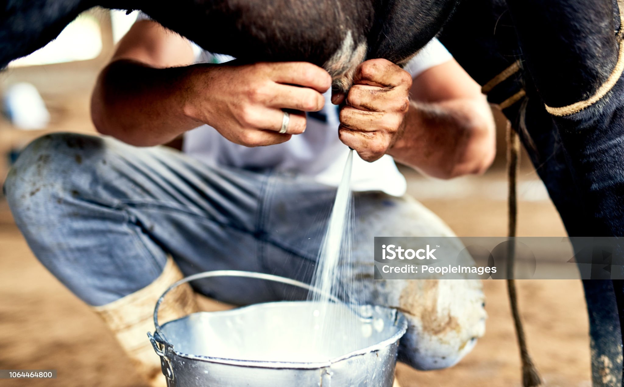 The more relaxed the cow is, the more milk you'll get Cropped shot of a male farmer milking a cow Milking Stock Photo