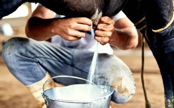 Cropped shot of a male farmer milking a cow