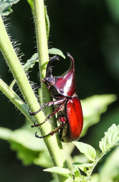 Stag or Rhinoceros beetle Stag or Rhinoceros beetle on dry wood. hercules beetle stock pictures, royalty-free photos & images