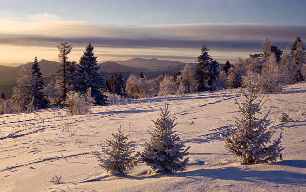 istock Three snow-covered firs on a mountain slope 106446762