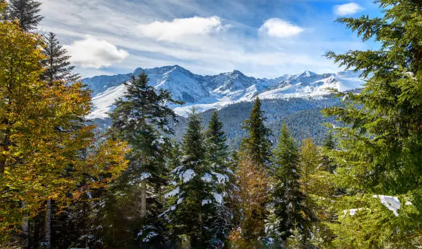 Photo of view of fir trees in french pyrenees mountains with Pic du Midi de Bigorre in background