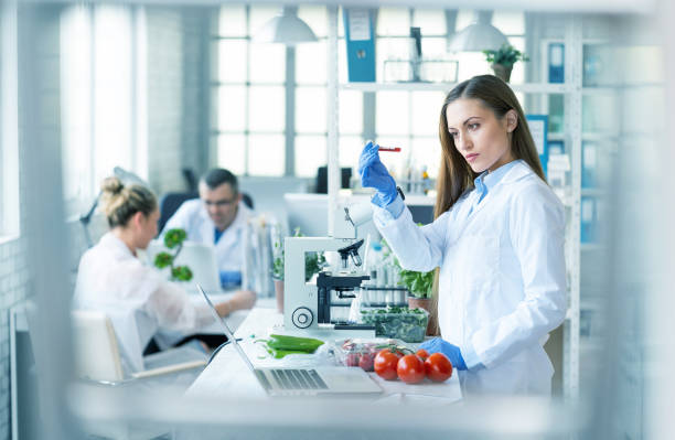 feminino biólogo analisando tomates em laboratório - plant food research biotechnology - fotografias e filmes do acervo