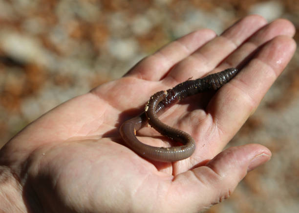istock child with a large creepy earthworm 1064470022