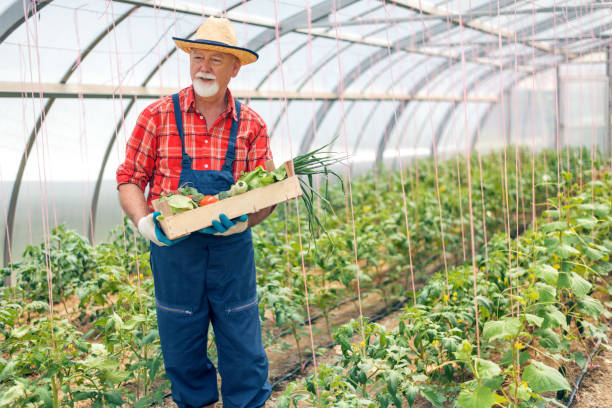 istock Farmer holding a crate with vegetables in hothouse 1064470166