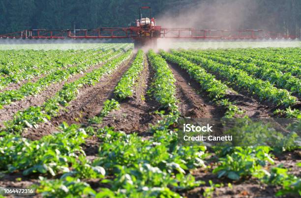 Herbicide Stock Photo - Download Image Now - Crop - Plant, Protection, Herbicide