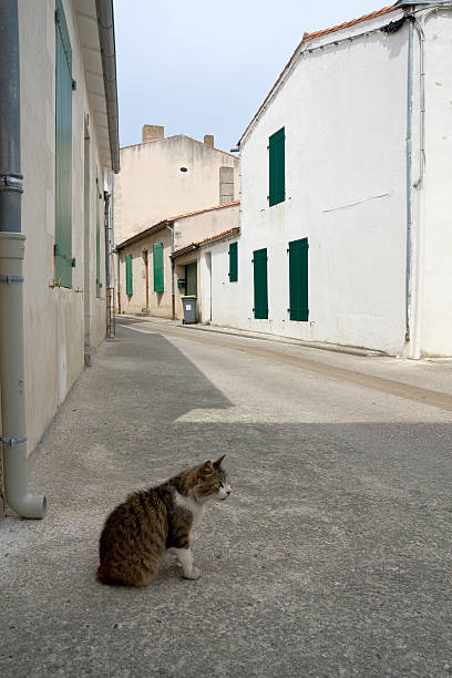 cat in empty street stock photo