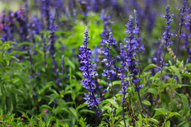 istock beautiful lavender type salvia nemorosa 1064475866