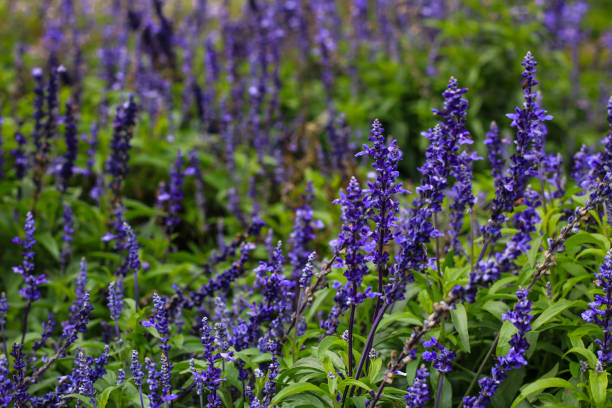 istock beautiful lavender type salvia nemorosa 1064475908
