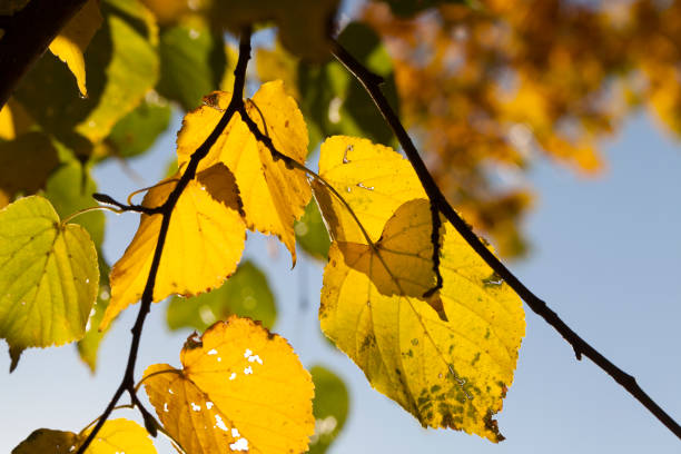 istock yellowed foliage of a linden 1064476214
