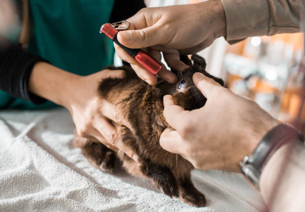 Unrecognizable veterinarians examining rabbit's eye in the hospital. Two unrecognizable veterinarians cooperating while analyzing rabbit's eye at animal hospital. sick bunny stock pictures, royalty-free photos & images