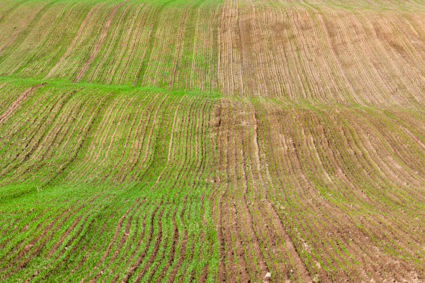 istock half of the field 1064476320