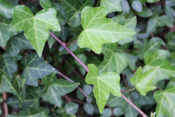 istock fresh and green ivy leaves close-up 1064476444