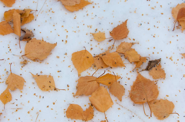 istock Autumn leaves on the snow 1064478716
