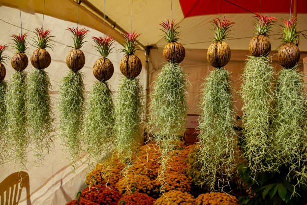 sold in the market