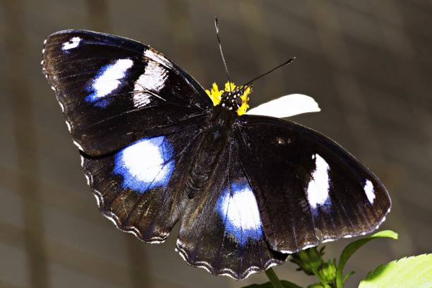istock Black butterfly on flower pollen. 1064482932