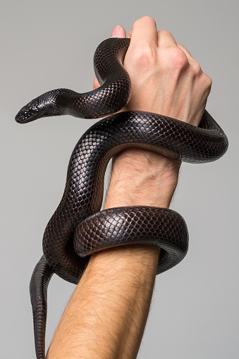 The royal serpent, Nigrita, encircles the male hand. Gray background