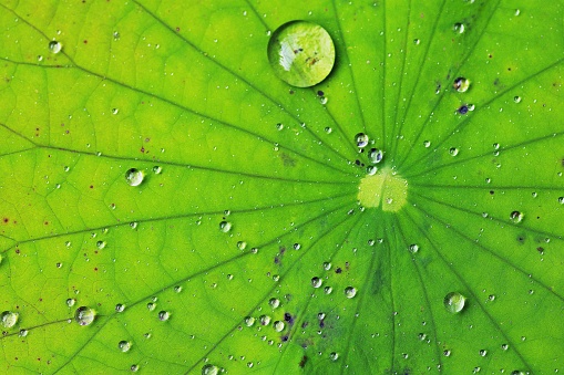 Water drops on bright green lotus leaf.