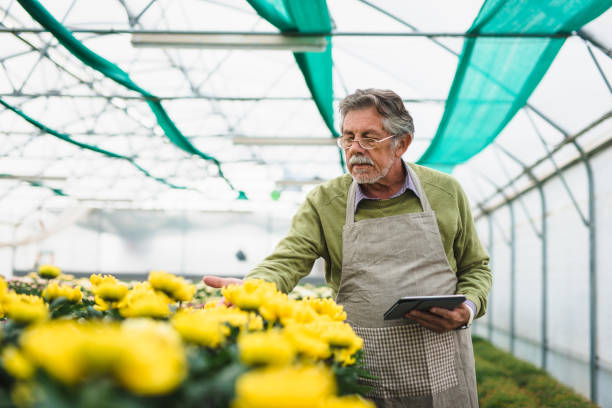 istock Senior man checking the quality of the chrysanthemum and using a digital tablet 1064483872