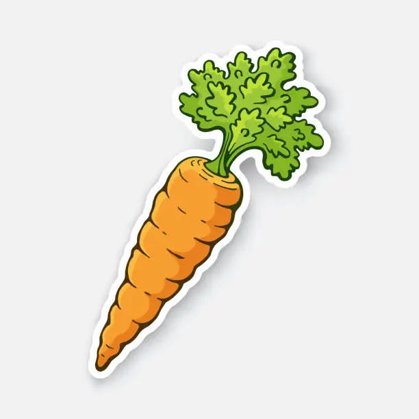 Vector illustration of Vector illustration. Carrot with a stem of green leaves. Healthy vegetarian food. Ingredient for salad. Decoration for signboards, menus. Sticker with contour. Isolated on white background