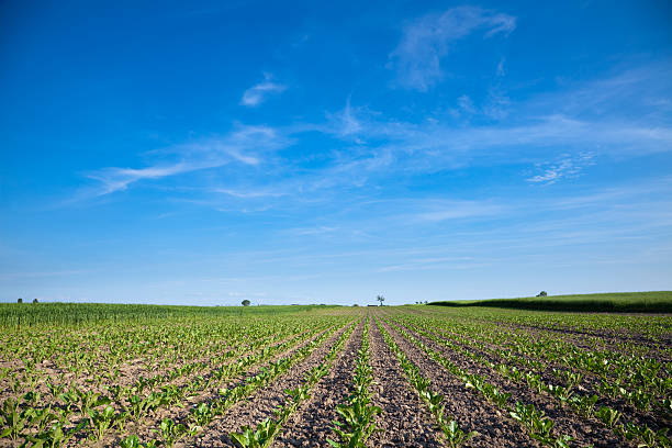 istock Cultivated beet field and blue sky 106448698