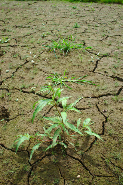 istock wetland, naturally dried pond 1064488454