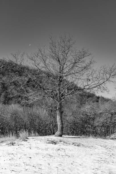 山の斜面は、黒と白の背景に雪に覆われた丘の上の孤独な木 - valley tree remote landscape ストックフォトと画像