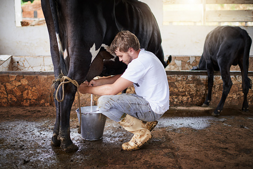 Full length shot of a young male farmhand milking a cow in the barn