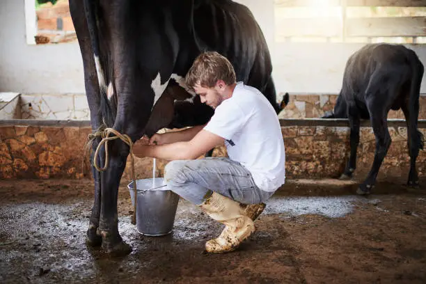 Full length shot of a young male farmhand milking a cow in the barn