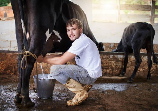 istock I'm almost done milking this cow 1064489254