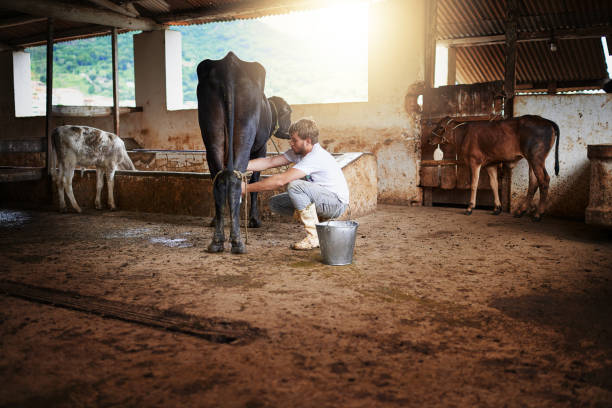 istock Milking one cow after the next 1064489280