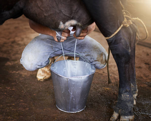istock Only the freshest milk 1064489290
