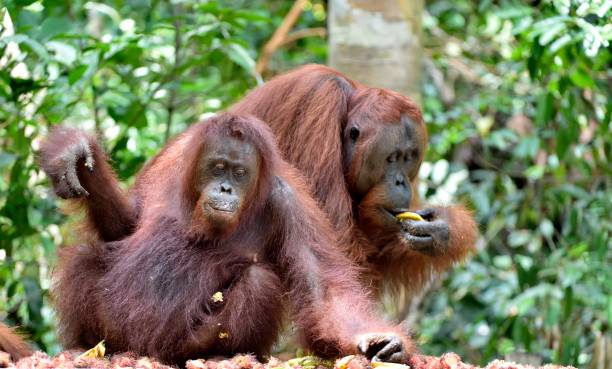 istock Bornean orangutans in the wild nature. 1064491166