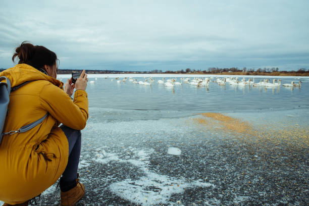 istock woman feed swans on winter lake 1064491798