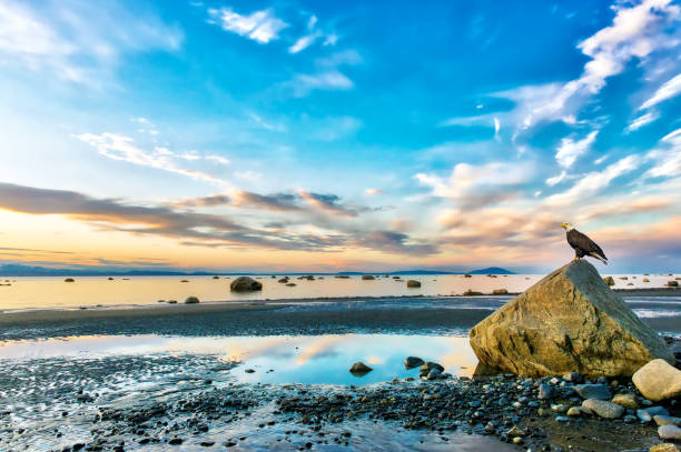 łysy orzeł oglądający oszałamiający zachód słońca na wlocie cooka na alasce - vibrant color mountain bay beach zdjęcia i obrazy z banku zdjęć